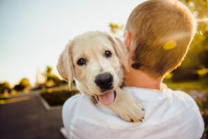 animali