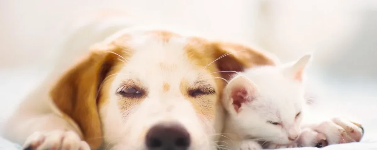 animali