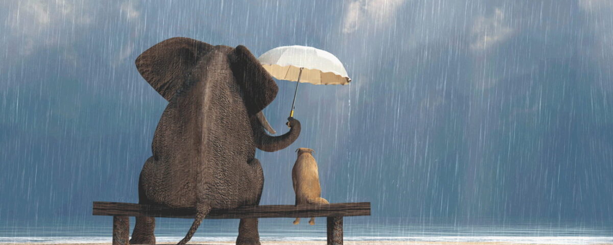 compassione