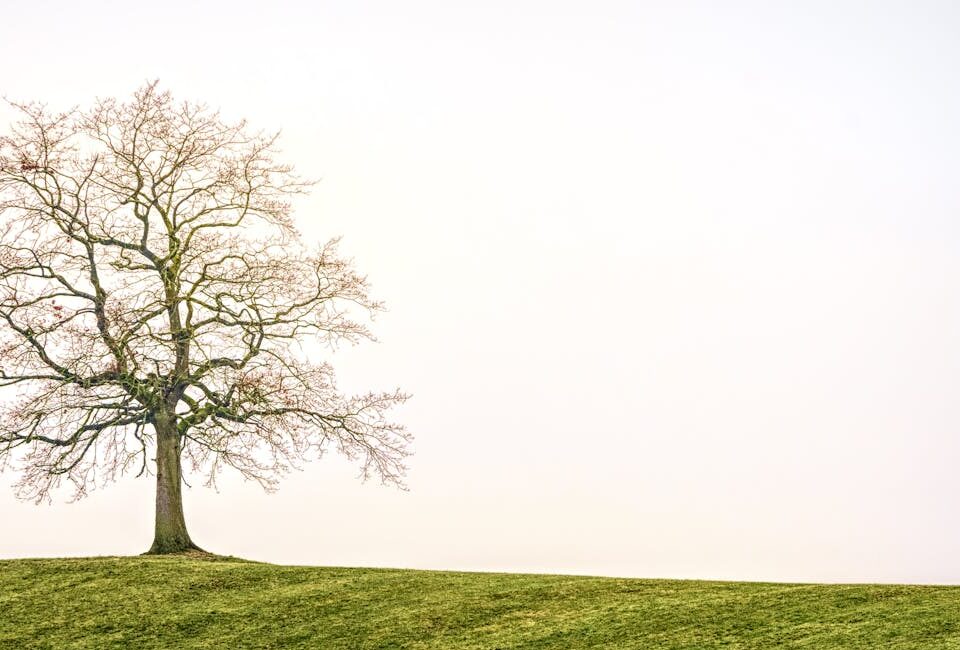 alt="test dell'albero"