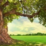 Il test dell'albero albero
