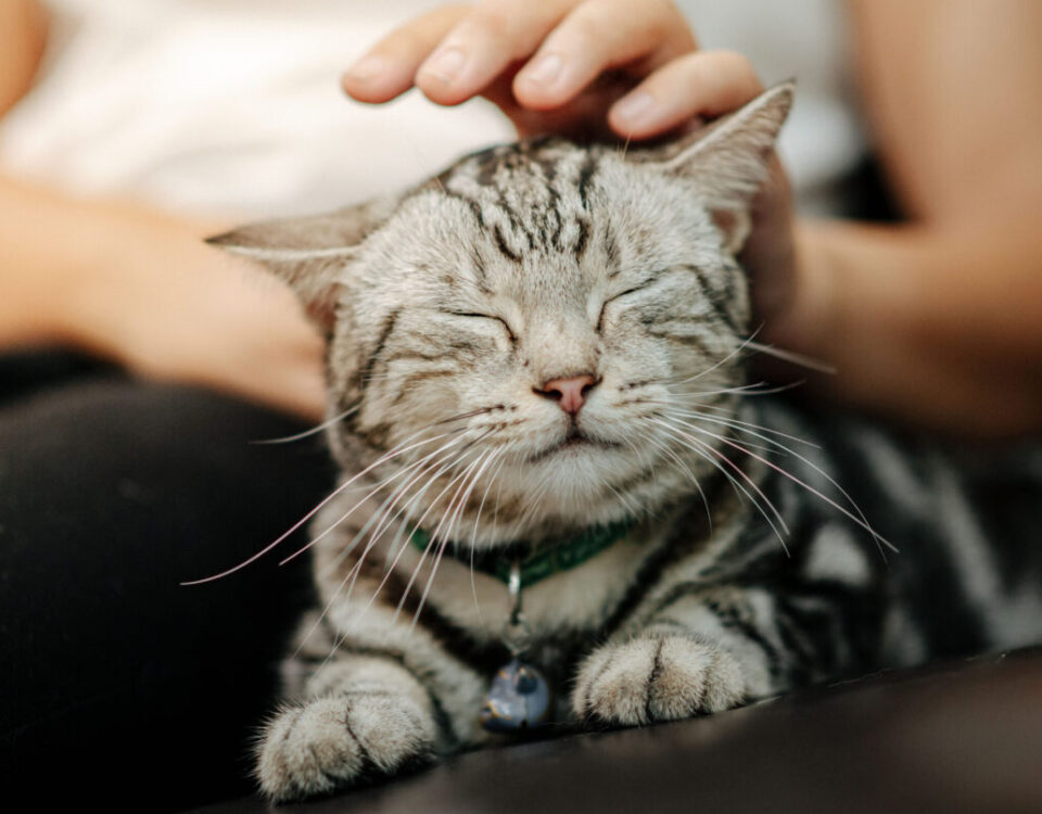 gatto